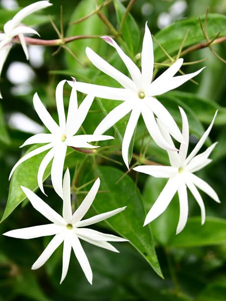 Brinco Jasmim Estrela Pêndulo Natural