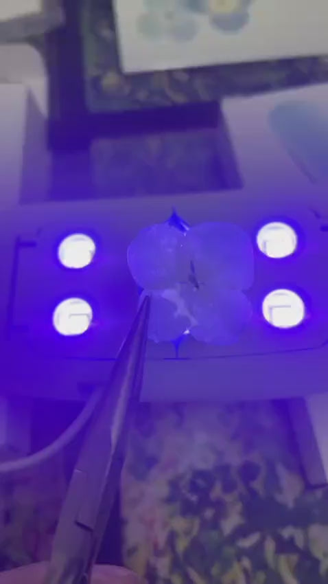 Colar Hortênsia Azul